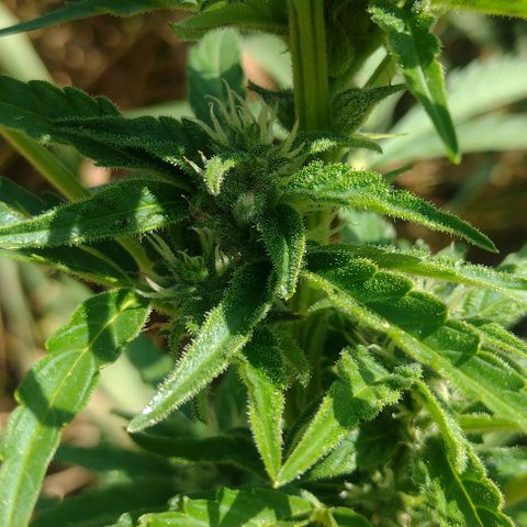 Auto Blueberry growlog timeline photo