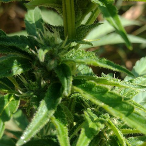 Auto Blueberry growlog timeline photo