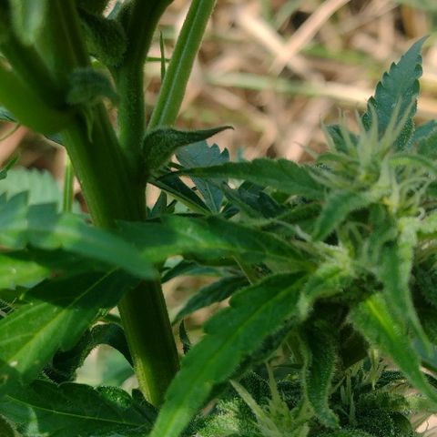 Auto Blueberry growlog timeline photo