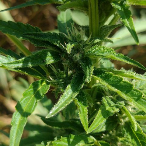 Auto Blueberry growlog timeline photo