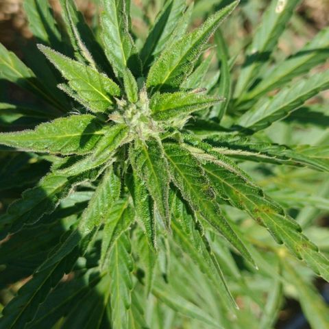 Auto Blueberry growlog timeline photo