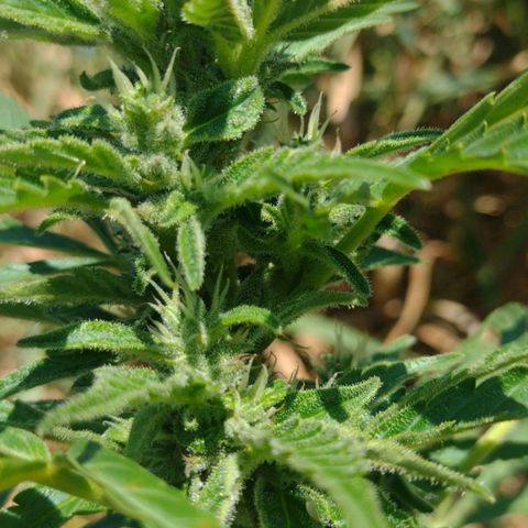 Auto Blueberry growlog timeline photo
