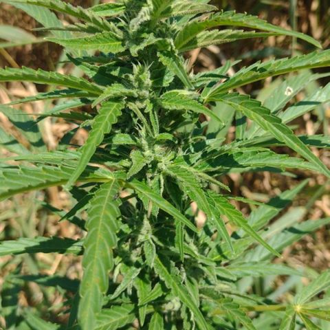 Auto Blueberry growlog timeline photo