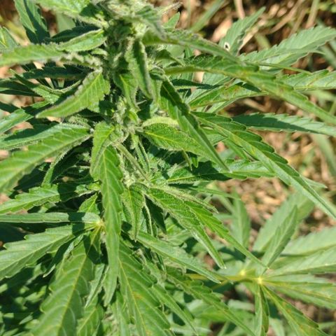 Auto Blueberry growlog timeline photo