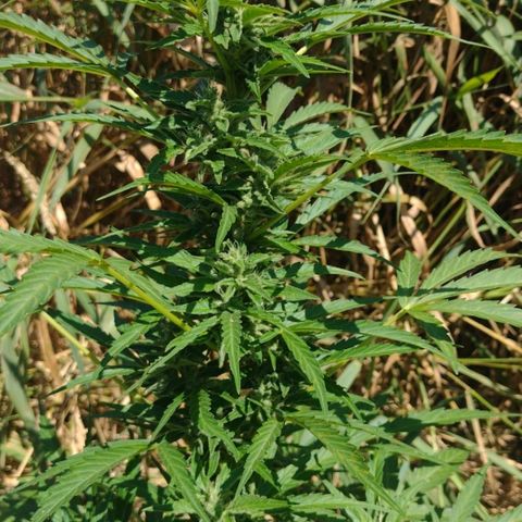 Auto Blueberry growlog timeline photo