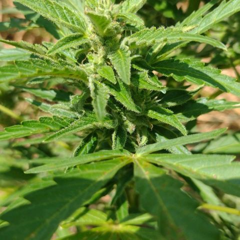 Auto Blueberry growlog timeline photo