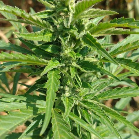 Auto Blueberry growlog timeline photo