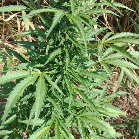 Auto Blueberry growlog timeline photo