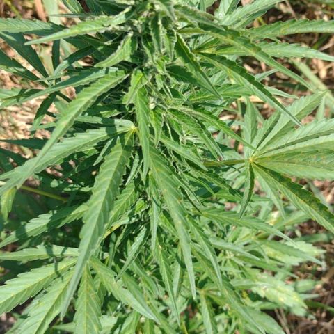 Auto Blueberry growlog timeline photo