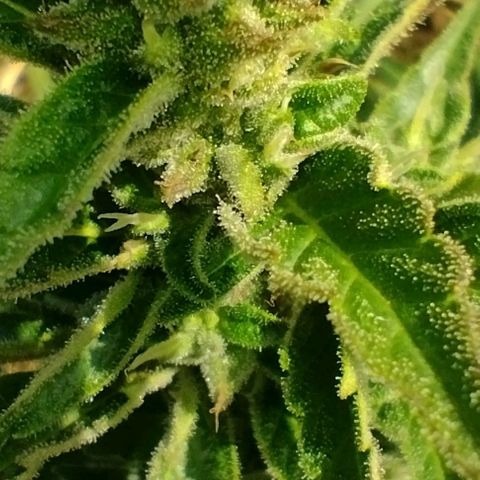 Auto Blueberry growlog timeline photo