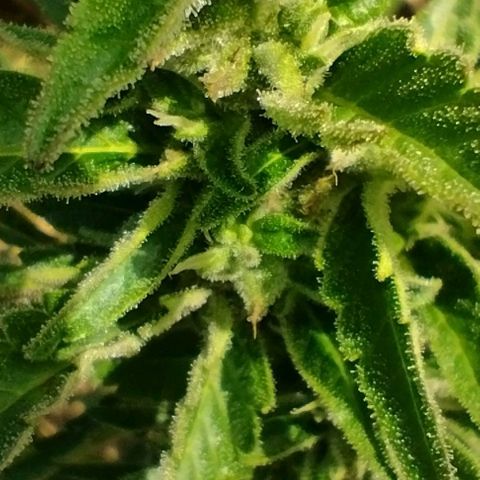 Auto Blueberry growlog timeline photo