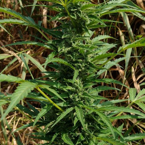 Auto Blueberry growlog timeline photo