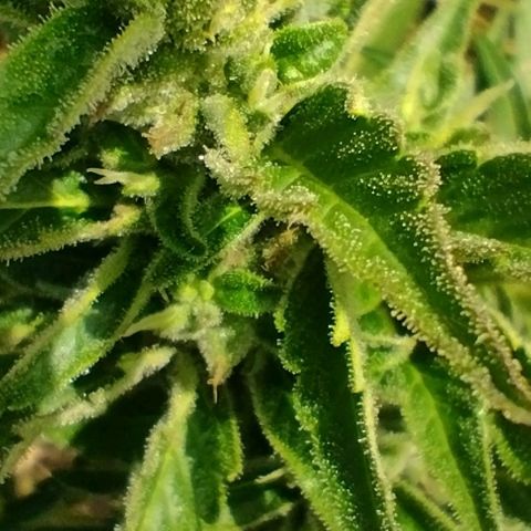 Auto Blueberry growlog timeline photo