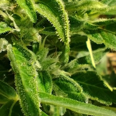 Auto Blueberry growlog timeline photo