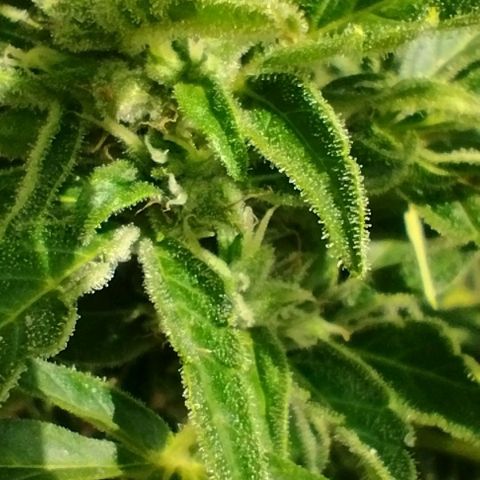 Auto Blueberry growlog timeline photo