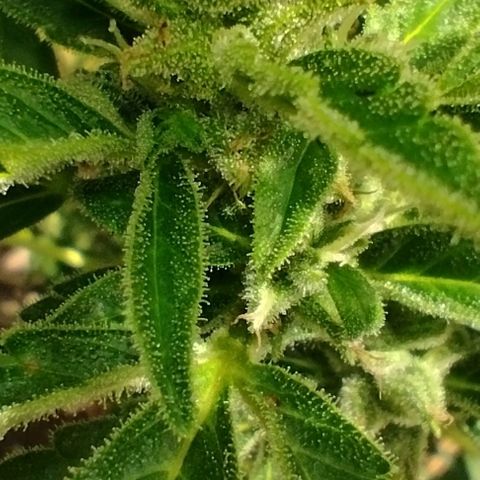 Auto Blueberry growlog timeline photo
