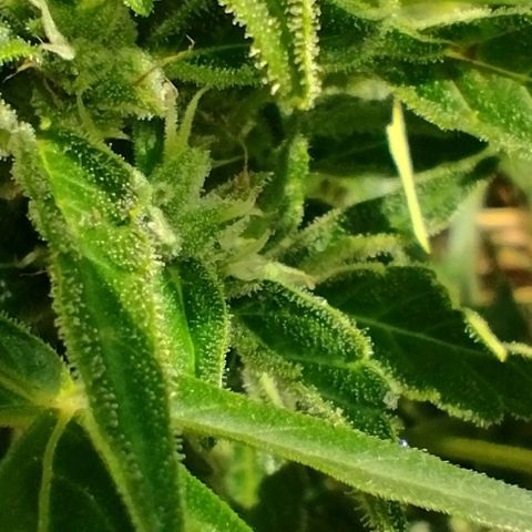 Auto Blueberry growlog timeline photo