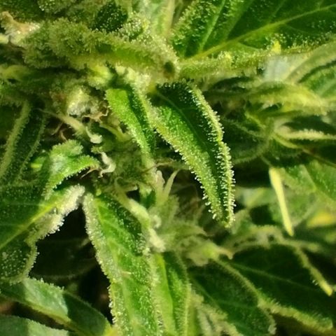 Auto Blueberry growlog timeline photo