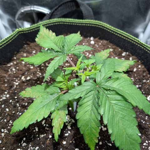 Green Poison growlog timeline photo