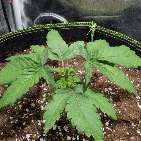 Green Poison growlog photo: Topping