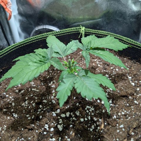 Green Poison growlog photo: Topping