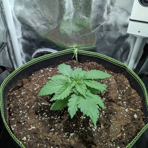 Green Poison growlog timeline photo
