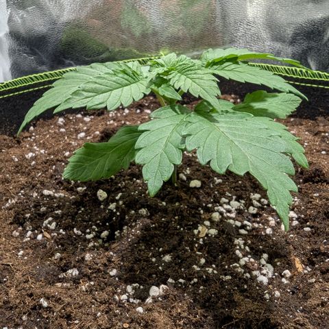Green Poison growlog timeline photo