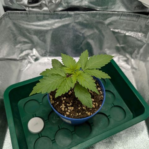 Green Poison growlog timeline photo