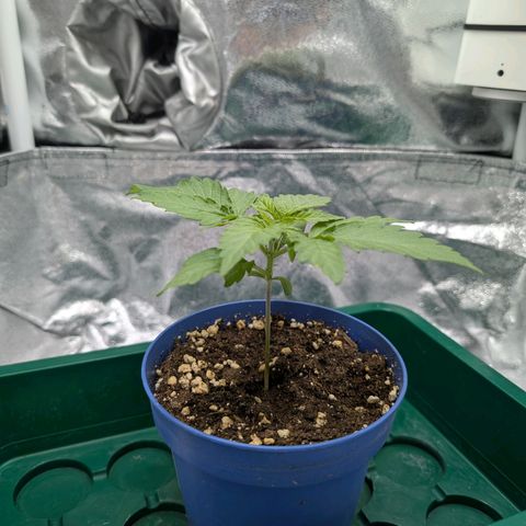 Green Poison growlog timeline photo