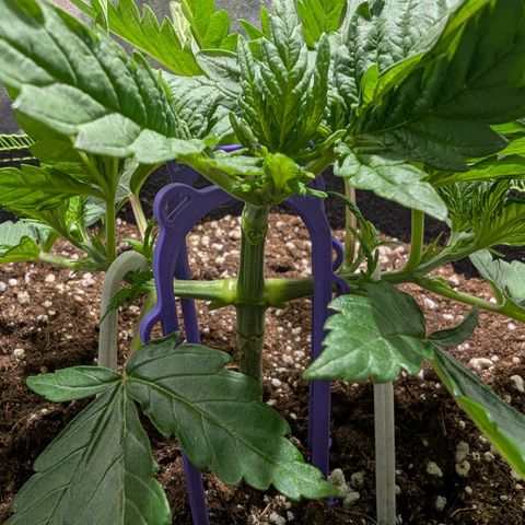 Green Poison growlog timeline photo