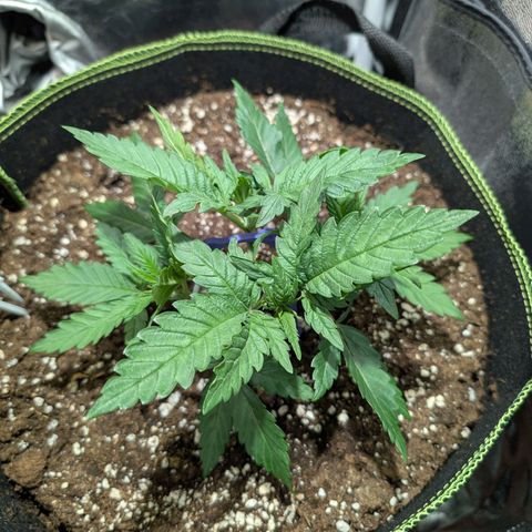 Green Poison growlog timeline photo