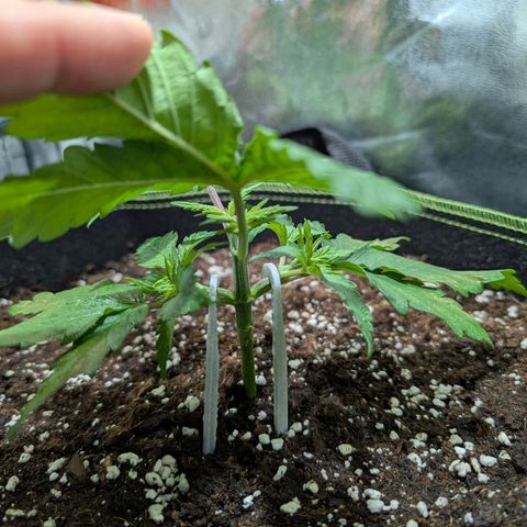 Green Poison growlog timeline photo