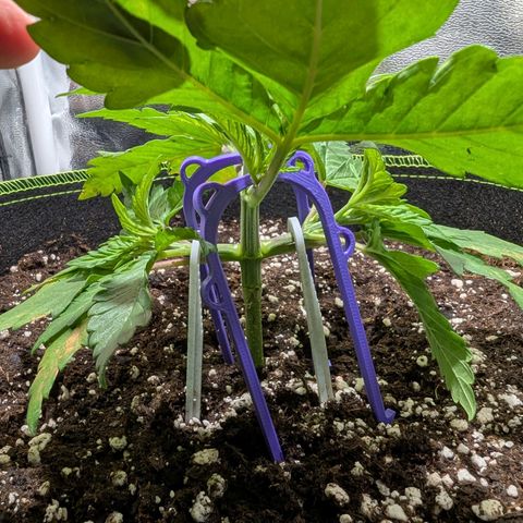 Green Poison growlog timeline photo