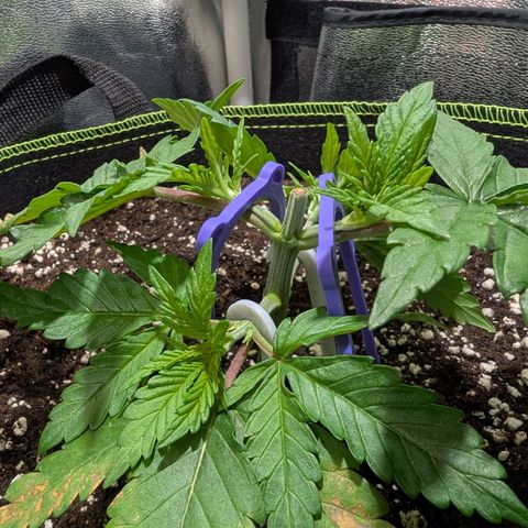 Green Poison growlog timeline photo