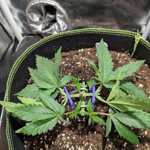 Green Poison growlog timeline photo