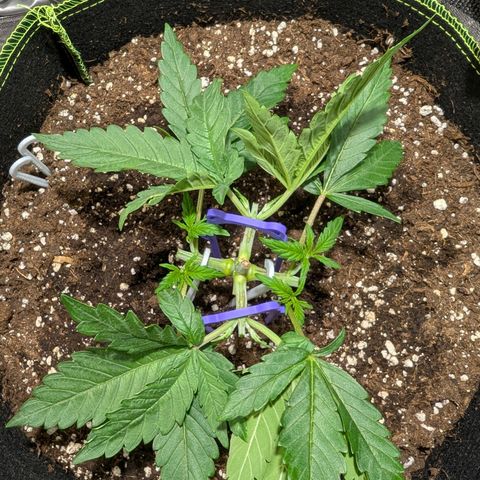 Green Poison growlog timeline photo