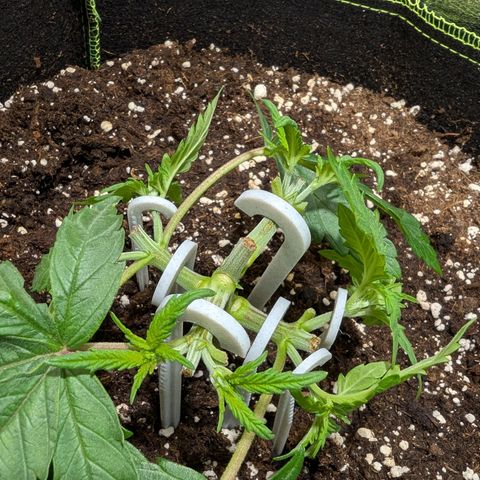 Green Poison growlog timeline photo