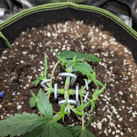 Green Poison growlog timeline photo