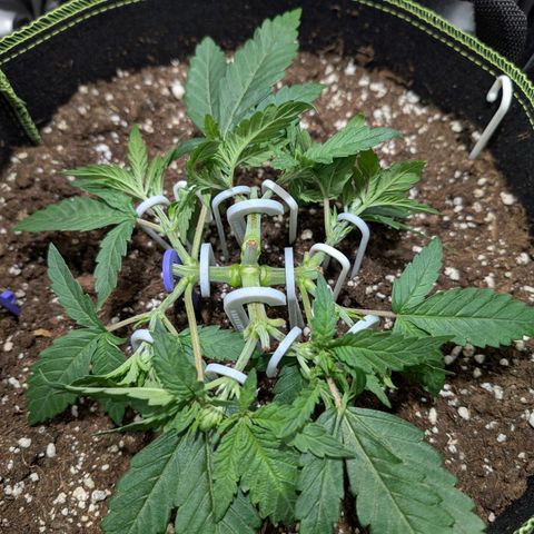 Green Poison growlog timeline photo