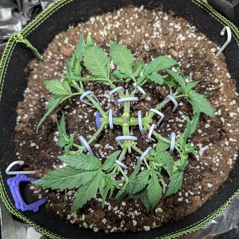 Green Poison growlog timeline photo