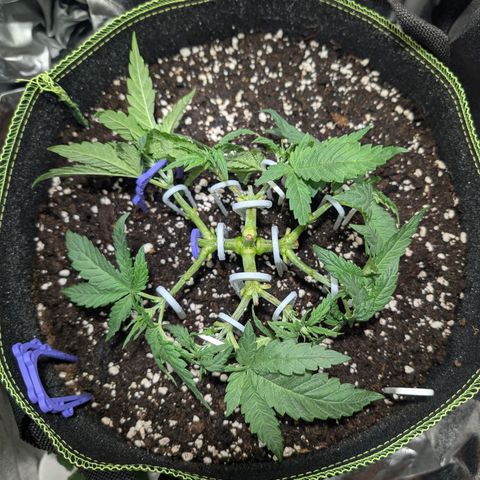 Green Poison growlog timeline photo