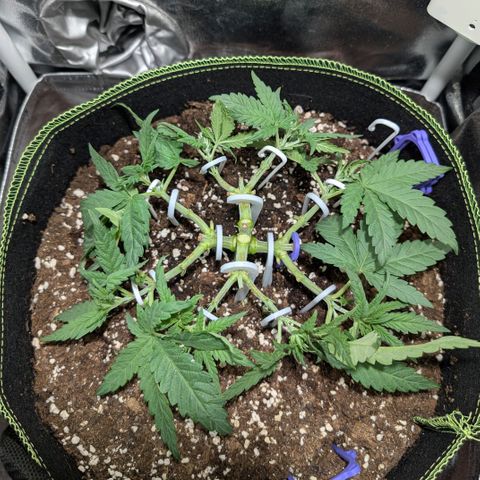 Green Poison growlog timeline photo