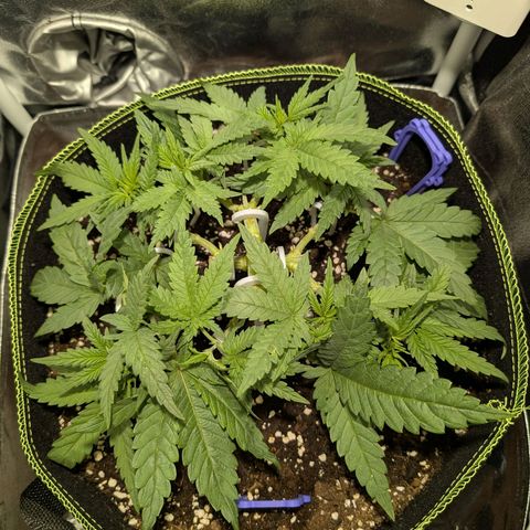 Green Poison growlog timeline photo