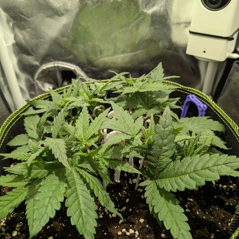 Green Poison growlog timeline photo