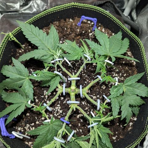Green Poison growlog timeline photo