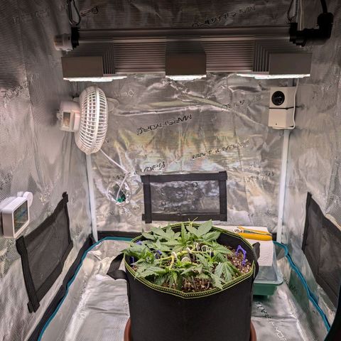 Green Poison growlog timeline photo