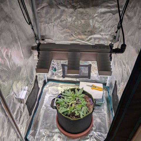 Green Poison growlog timeline photo