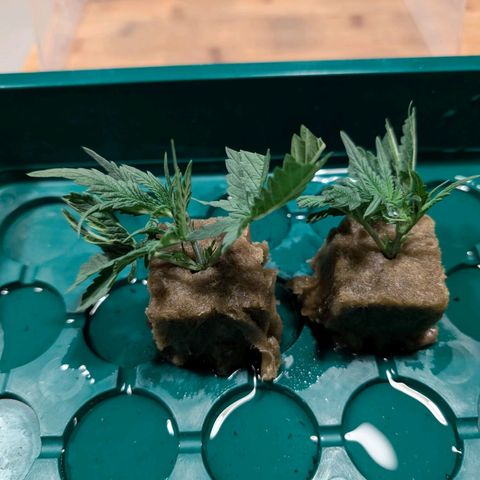 Green Poison growlog timeline photo