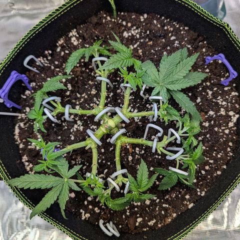 Green Poison growlog timeline photo