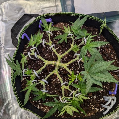 Green Poison growlog timeline photo